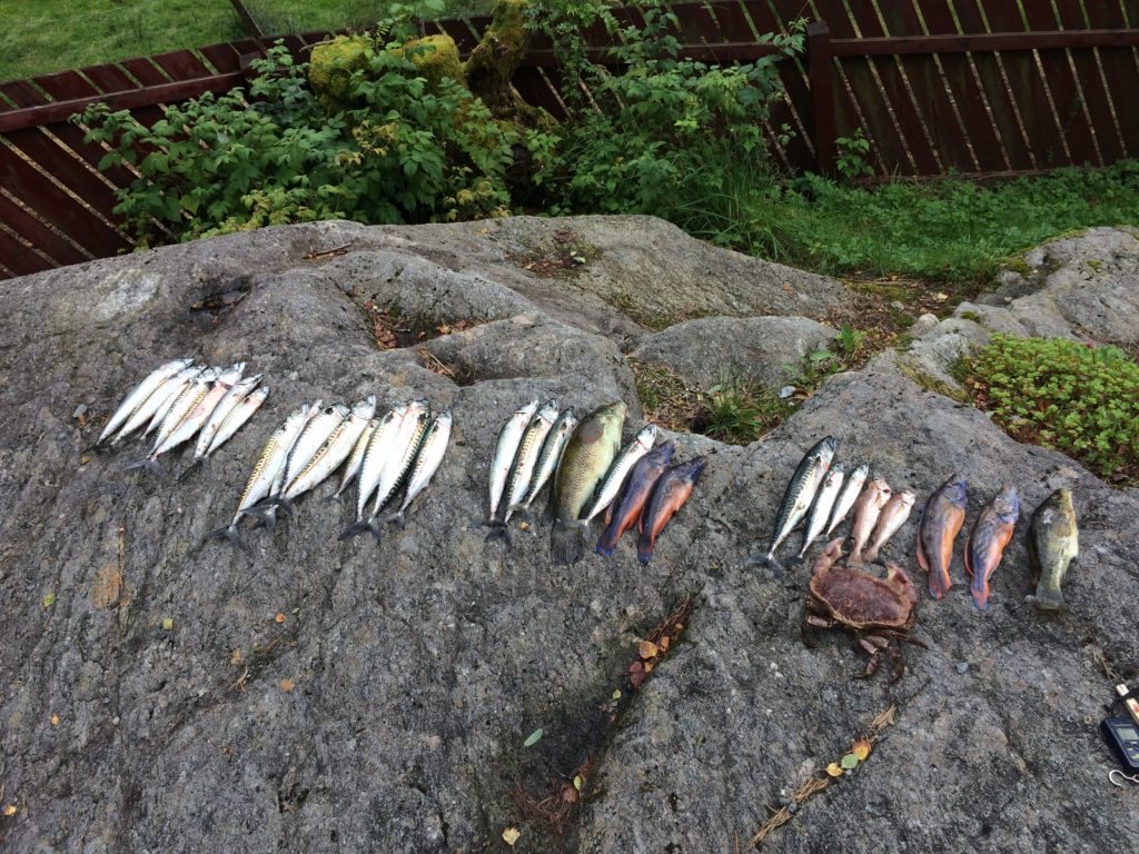 Fishing norway shore Pollack Mackerel Lipfish Brown edible crab