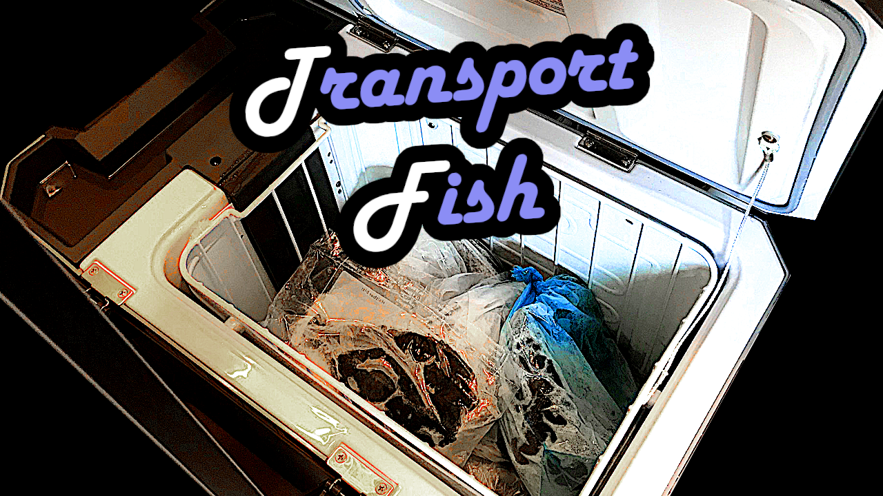 Kühlbox Fisch transportieren Transportbox Tipps und Empfehlungen Meeresfrüchte