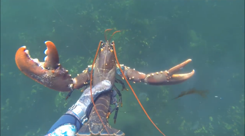Lobster Hummer big Crayfish catch and cook by hand Spearfishing France Denmark