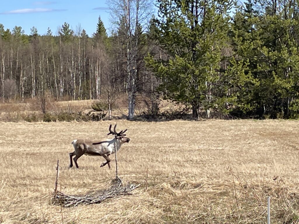 Schweden-Rentiere-Rentier-Wildnes-Tiere-Unfaelle-Auto-fahren-Sommer