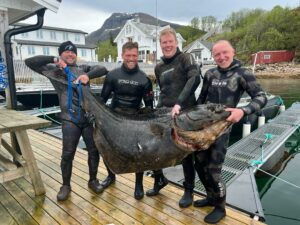 Spearfishing-Halibut-Haeilbutt-Harpunieren-Speargun-Speargun-Flatfish-Giant-fish-Norge-Norway