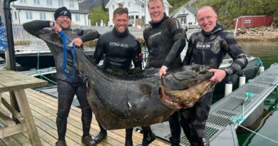 Spearfishing-Halibut-Haeilbutt-Harpunieren-Speargun-Speargun-Flatfish-Giant-fish-Norge-Norway