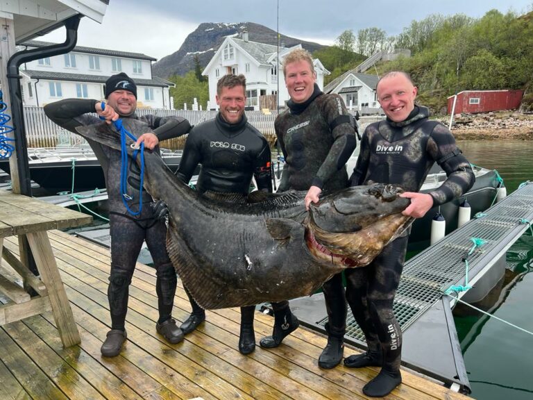 Spearfishing-Halibut-Haeilbutt-Harpunieren-Speargun-Speargun-Flatfish-Giant-fish-Norge-Norway