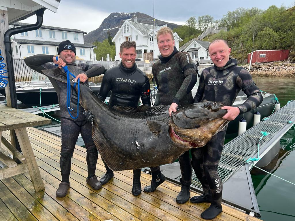 Spearfishing-Halibut-Haeilbutt-Harpunieren-Speargun-Speargun-Flatfish-Giant-fish-Norge-Norway