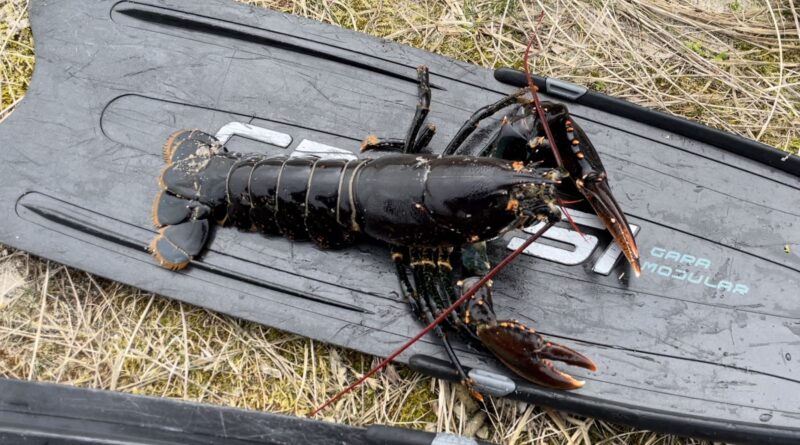 Lobster Limfjord Denmark