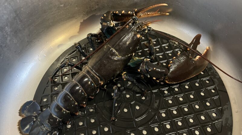 Lobster Spearfishing Hummer France Frankreich