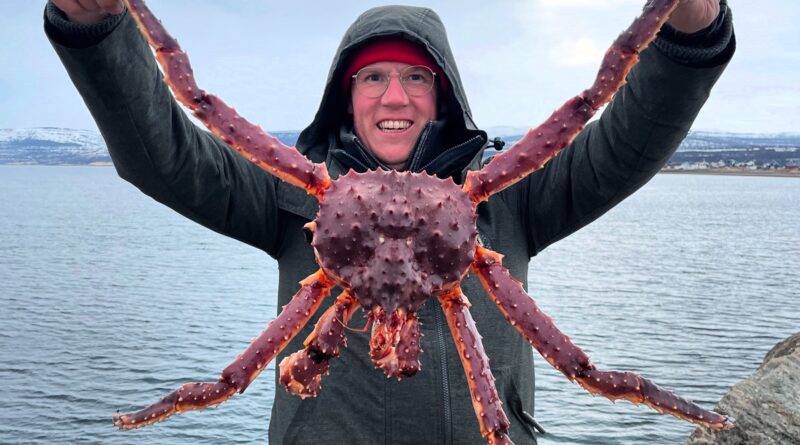 Königskrabbe Norwegen – Alles über die King Crab, Rezept und Königskrabbe fangen