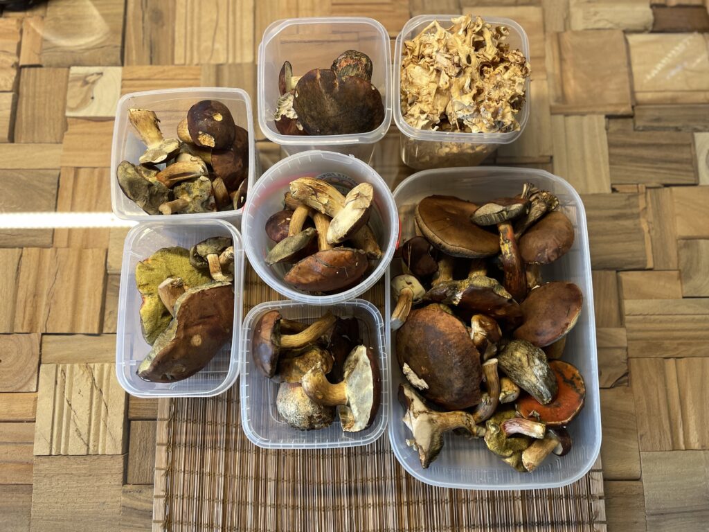 Bunte Vielfalt an Speisepilzen – verschiedene Pilzarten gesammelt für Trocknung im Dörrautomaten