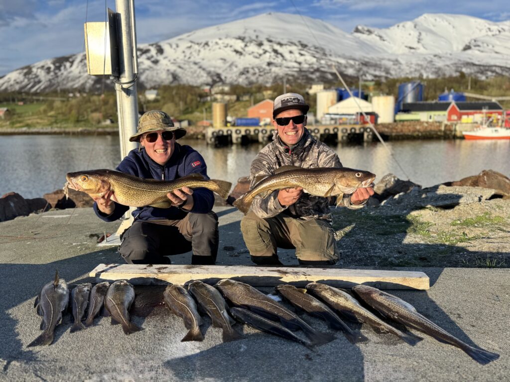 Dorsch Angeln Norwegen Cod fishing Shore Küste angel fangen torsk