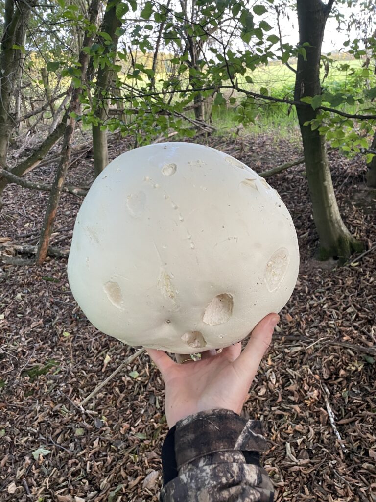 Riesenbovist im Wald gefunden – großer essbarer Pilz (Calvatia gigantea) frisch gesammelt vor dem Trocknen
Riesenbovist schneiden und vorbereiten – Pilze trocknen im Dörrautomaten Schritt für Schritt Anleitung
Riesenbovist Scheiben im Dörrautomaten – gleichmäßiges Pilze dörren für haltbaren Vorrat
Getrockneter Riesenbovist im Glas – Pilze haltbar machen und lagern für Küche und Outdoor
Riesenbovist Pilz frisch aufgeschnitten – weißes Fruchtfleisch als Zeichen für genießbaren Zustand
Riesenbovist Ernte im Wald – essbare Pilze sammeln und konservieren durch Trocknen
Riesenbovist Pilz groß und rund – typischer Fund im Herbst beim Pilze sammeln in Deutschland
Pilze trocknen Dörrautomat – Riesenbovist als idealer Pilz zum Dörren und Haltbarmachen