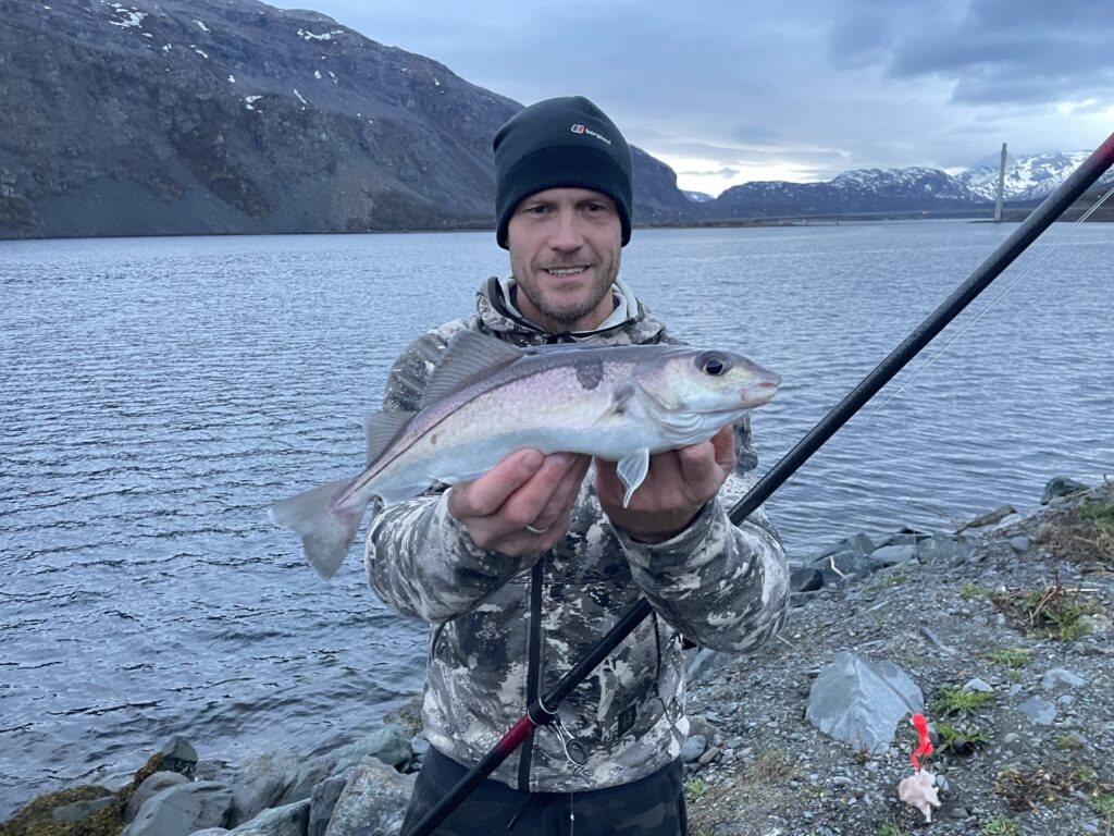 Küstenangeln Schellfisch Norwegen angeln von der Küste Brandungsrute Norway