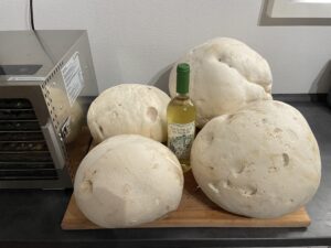 Pilze trocknen Dörrautomat – Riesenbovist als idealer Pilz zum Dörren und Haltbarmachen