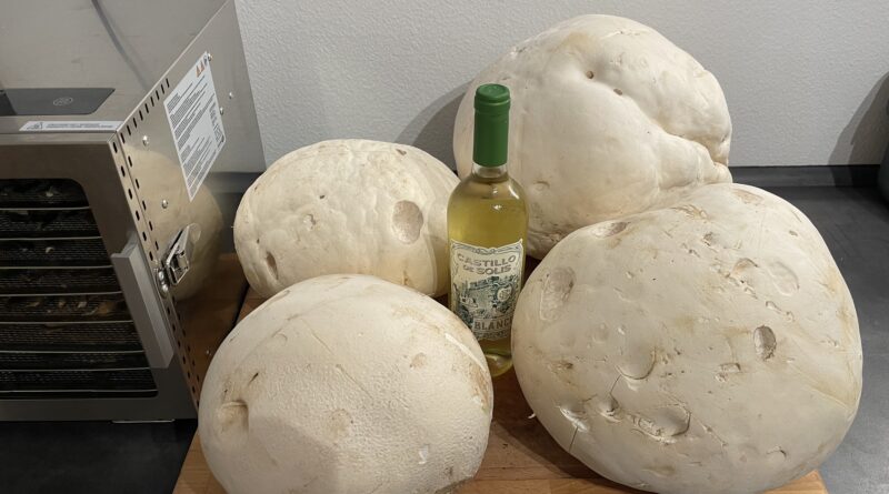 Pilze trocknen Dörrautomat – Riesenbovist als idealer Pilz zum Dörren und Haltbarmachen