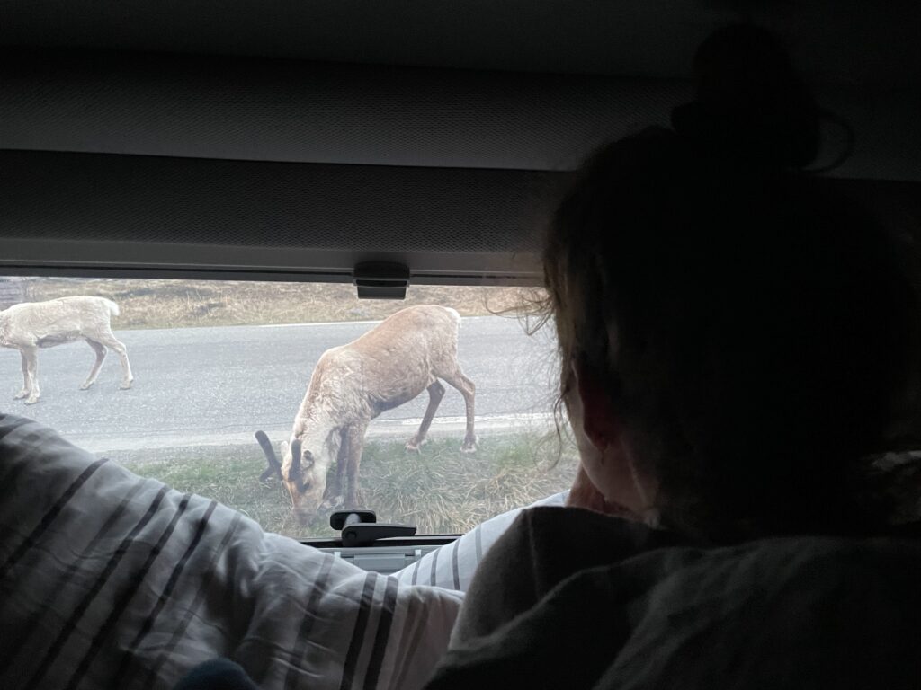 Rentiere Zutraulich Caribou Norwegen Norway Norge Rene