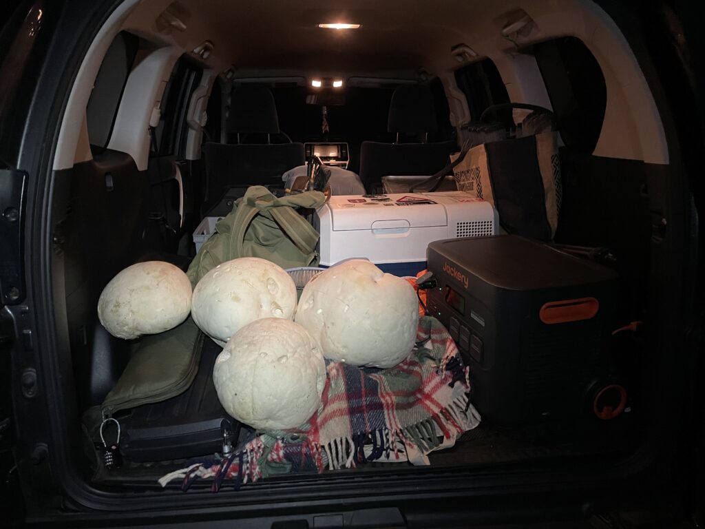 Riesenbovist im Wald gefunden – großer essbarer Pilz (Calvatia gigantea) frisch gesammelt vor dem Trocknen
Riesenbovist schneiden und vorbereiten – Pilze trocknen im Dörrautomaten Schritt für Schritt Anleitung
Riesenbovist Scheiben im Dörrautomaten – gleichmäßiges Pilze dörren für haltbaren Vorrat
Getrockneter Riesenbovist im Glas – Pilze haltbar machen und lagern für Küche und Outdoor
Riesenbovist Pilz frisch aufgeschnitten – weißes Fruchtfleisch als Zeichen für genießbaren Zustand
Riesenbovist Ernte im Wald – essbare Pilze sammeln und konservieren durch Trocknen
Riesenbovist Pilz groß und rund – typischer Fund im Herbst beim Pilze sammeln in Deutschland
Pilze trocknen Dörrautomat – Riesenbovist als idealer Pilz zum Dörren und Haltbarmachen