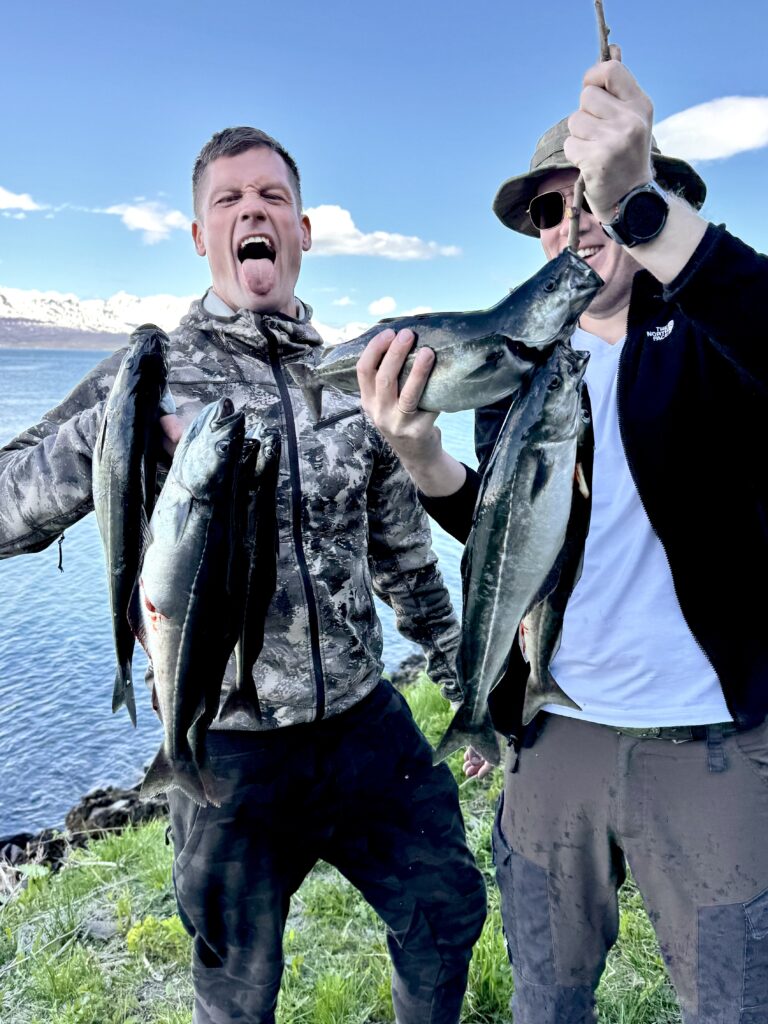 Seelachs Sey Angeln Norwegen Cod fishing Shore Küste angel fangen