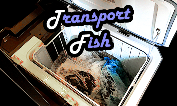 Kühlbox Fisch transportieren Transportbox Tipps und Empfehlungen Meeresfrüchte