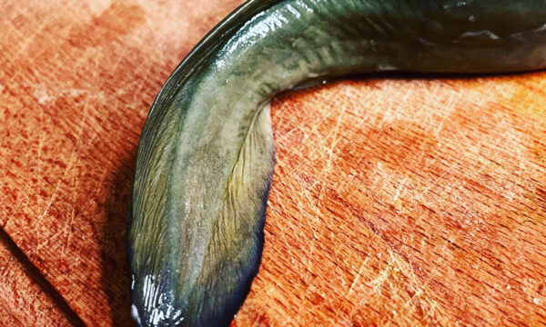 Aal Eel Schwanz Fischschwanz Aal kochen Rezepte cooking Eel