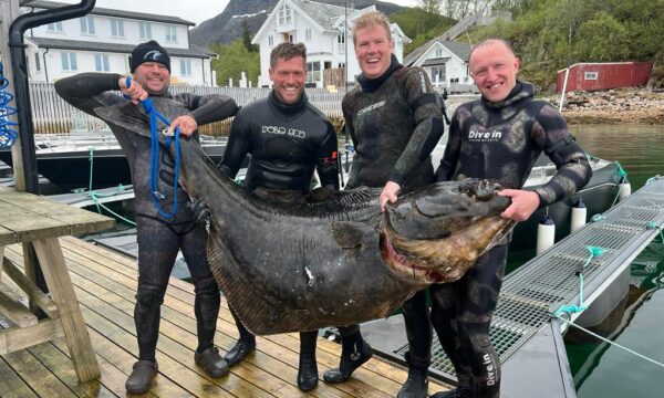 Spearfishing-Halibut-Haeilbutt-Harpunieren-Speargun-Speargun-Flatfish-Giant-fish-Norge-Norway